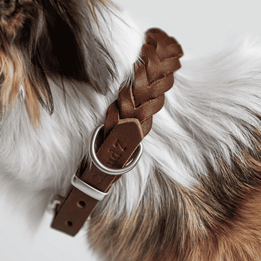 Luxury Dog Accessories 